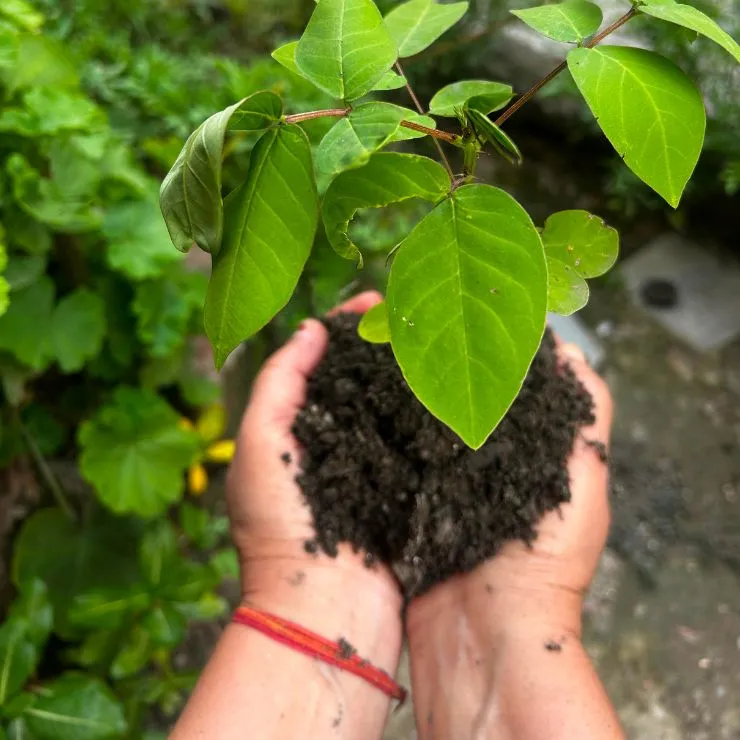 Traditional and Naturally Grown
